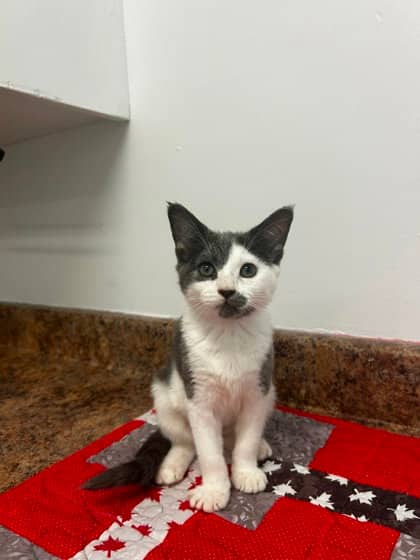 Havarti - Domestic Shorthair Mix cat available for adoption at Nova Scotia SPCA in Halifax