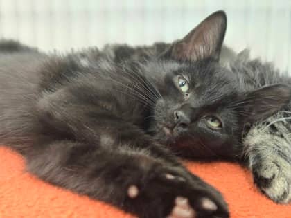 Badger - Domestic Shorthair Mix cat available for adoption at Nova Scotia SPCA in Halifax