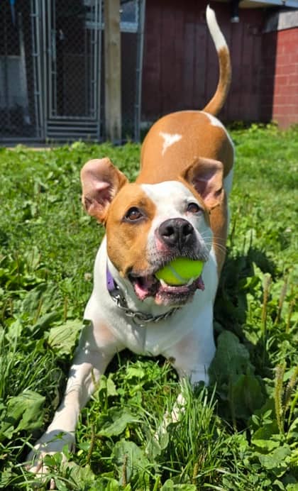 Jorgie - Terrier, American Pit Bull Mix available for adoption