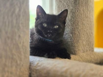 Mini Wheats - Domestic Shorthair Mix cat available for adoption at Nova Scotia SPCA in Halifax