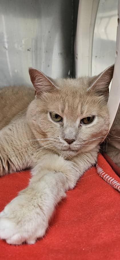 Nadena - Domestic Shorthair Mix cat available for adoption in Nova Scotia