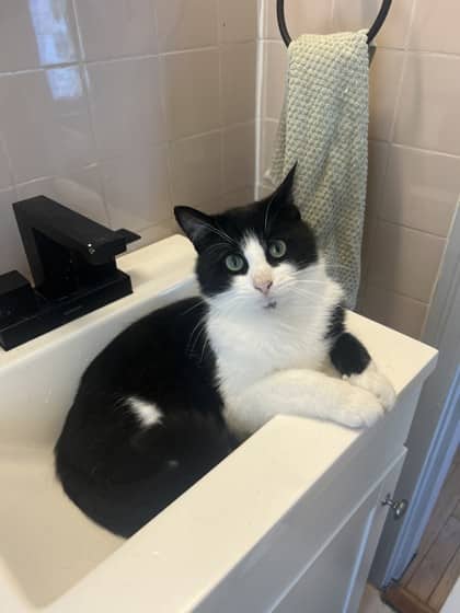 Onyx - Domestic Shorthair Mix available for adoption