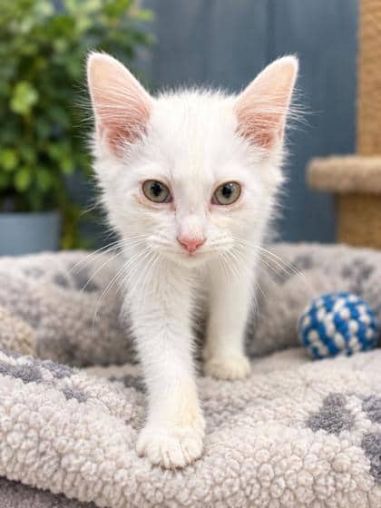 Autumn - Domestic Shorthair Mix cat available for adoption at Nova Scotia SPCA in Halifax