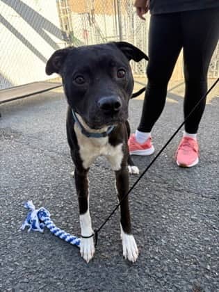 Kayce - Terrier, Pit Bull Mix available for adoption