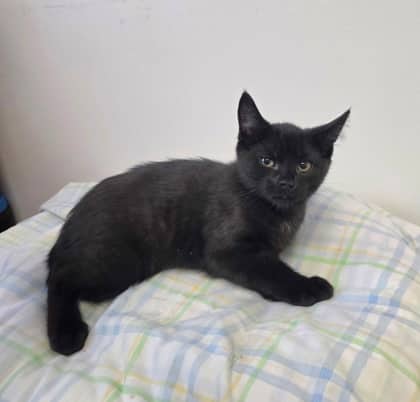 Marceliano - Domestic Shorthair Mix cat available for adoption at Nova Scotia SPCA in Halifax