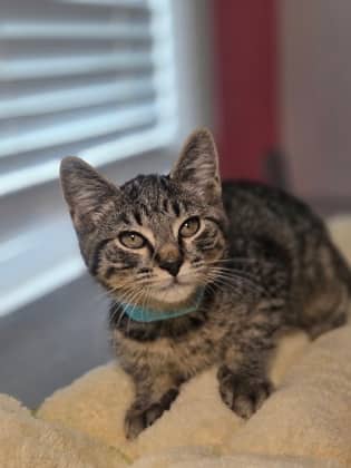 Sardine - Domestic Shorthair Mix available for adoption