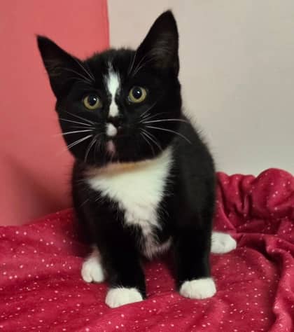 Dr. Jack - Domestic Shorthair Mix cat available for adoption at Nova Scotia SPCA in Halifax