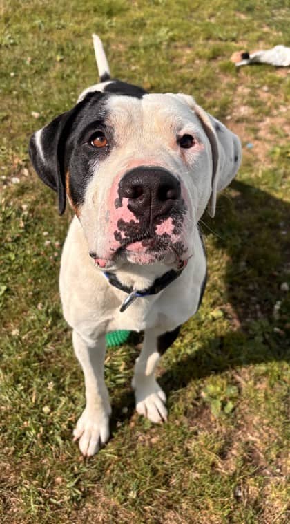 Luca - Terrier, American Staffordshire Mix available for adoption