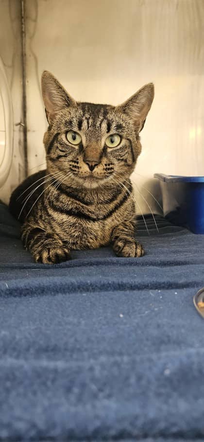 Pika - Domestic Shorthair Mix cat available for adoption in Nova Scotia