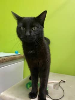 Jinx - Domestic Shorthair Mix cat available for adoption at Nova Scotia SPCA in Halifax