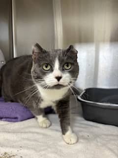 Lady Grey - Domestic Shorthair Mix available for adoption