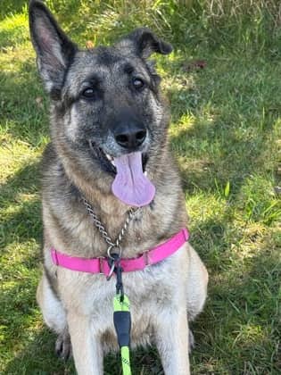 Ella - German Shepherd Mix available for adoption at Nova Scotia SPCA in Halifax