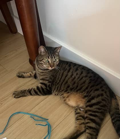 Bean - Domestic Shorthair Mix cat available for adoption at Nova Scotia SPCA in Halifax