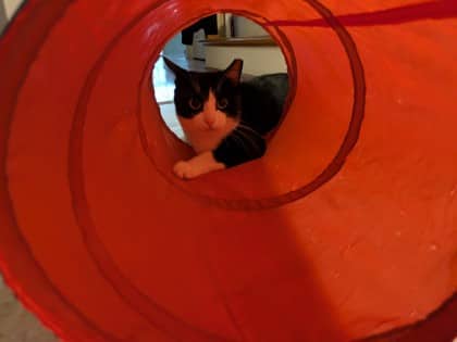 James Bond - Domestic Shorthair Mix cat available for adoption at Nova Scotia SPCA in Halifax
