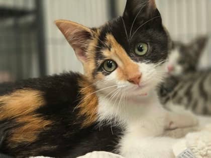 Sam - Domestic Shorthair Mix cat available for adoption at Nova Scotia SPCA in Halifax