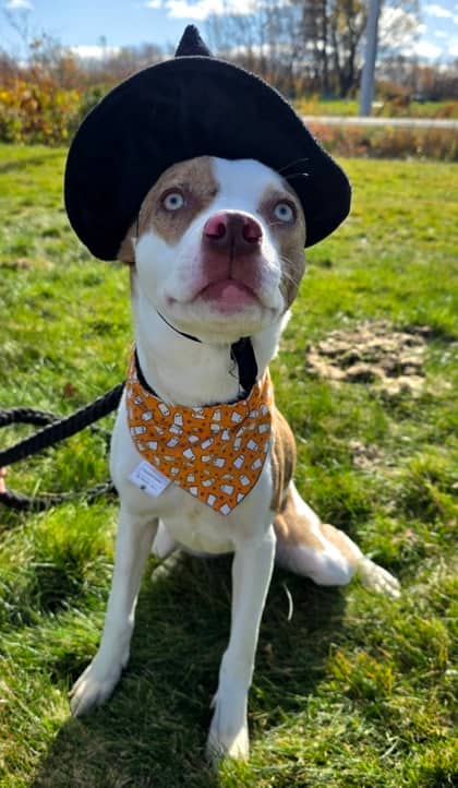 Winnie - Border Collie / Terrier, Pit Bull available for adoption at Nova Scotia SPCA in Halifax