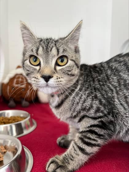 Ashby - Domestic Shorthair Mix cat available for adoption in Nova Scotia