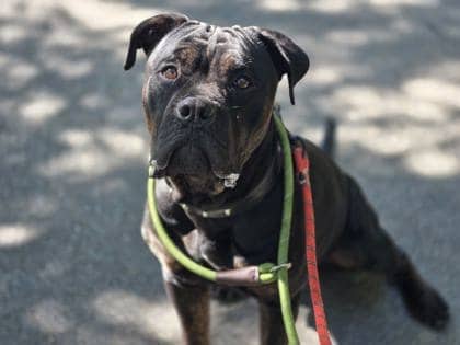 Buster - Mixed Breed available for adoption