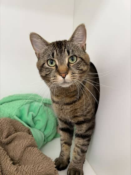 Thomas - Domestic Shorthair Mix cat available for adoption in Nova Scotia