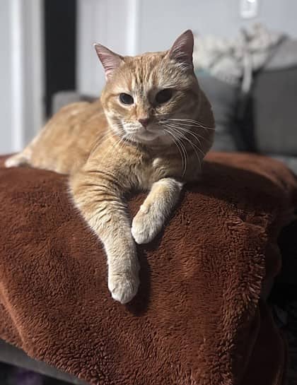 Baby- Palliative Foster - Domestic Shorthair Mix cat available for adoption at Nova Scotia SPCA in Halifax