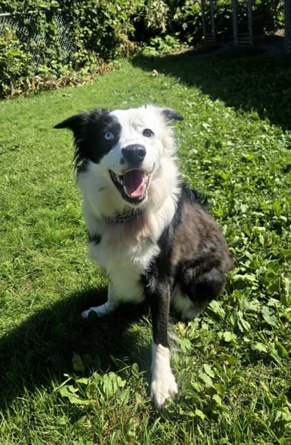 Dottie - Border Collie Mix available for adoption at Nova Scotia SPCA in Halifax