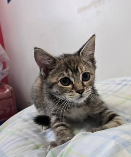 Marisol - Domestic Shorthair Mix cat available for adoption at Nova Scotia SPCA in Halifax