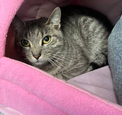 Peanut - Domestic Shorthair Mix cat available for adoption at Nova Scotia SPCA in Halifax