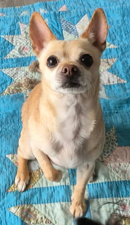Mr Pickles - Chihuahua, Short Coat Mix available for adoption at Nova Scotia SPCA in Halifax