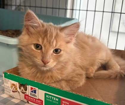 Heath - Domestic Shorthair Mix available for adoption