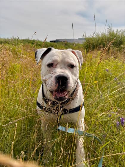 Hughie - Terrier, American Pit Bull Mix available for adoption at Nova Scotia SPCA in Halifax