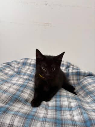 Gomez - Domestic Shorthair Mix cat available for adoption at Nova Scotia SPCA in Halifax