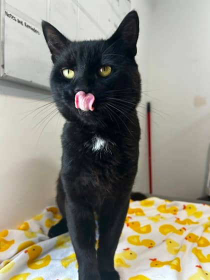 Yin - Domestic Shorthair Mix cat available for adoption at Nova Scotia SPCA in Halifax