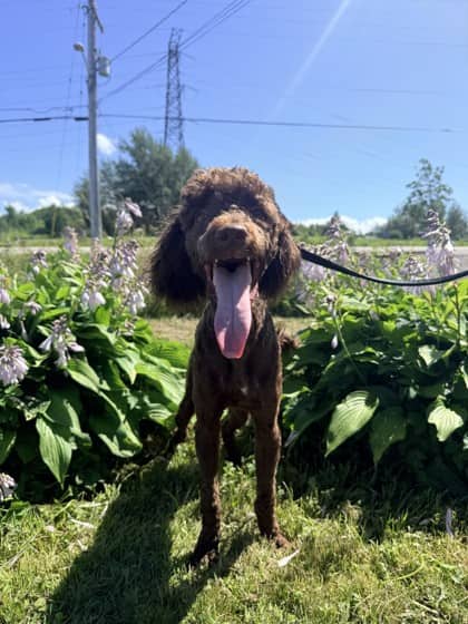 Holly - Poodle, Miniature Mix available for adoption