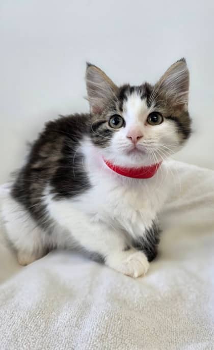 Winnie - Domestic Medium Hair Mix cat available for adoption at Nova Scotia SPCA in Halifax