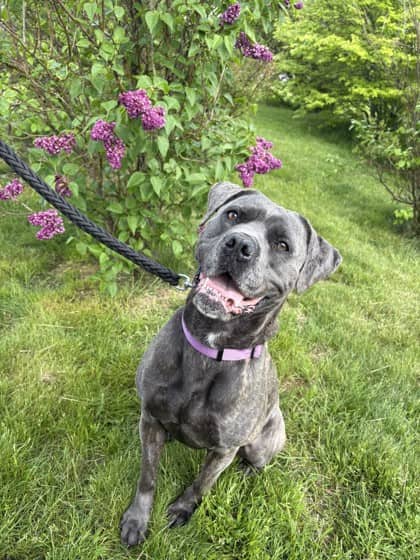 Stacy - Cane Corso Mix available for adoption