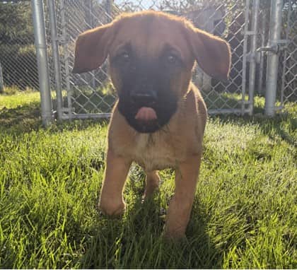 Freddie - German Shepherd Mix available for adoption