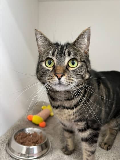 Ellie - Domestic Shorthair Mix available for adoption