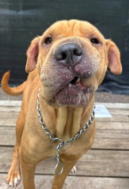 Sharky - Chinese Shar-Pei Mix available for adoption