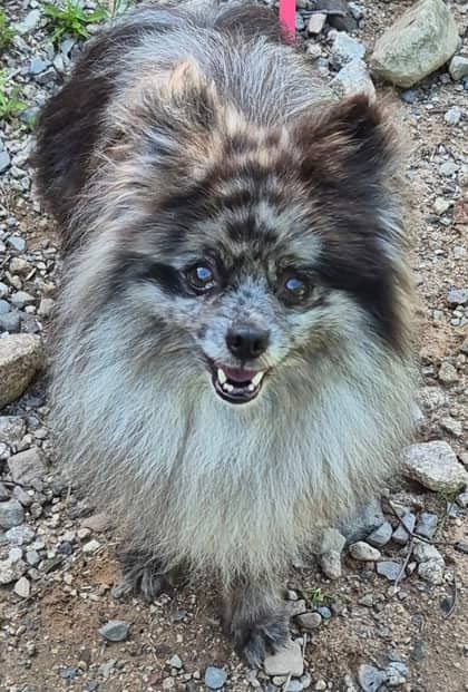 Bear Claw - Pomeranian Mix available for adoption