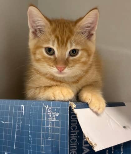Ozzy - Domestic Shorthair Mix cat available for adoption at Nova Scotia SPCA in Halifax