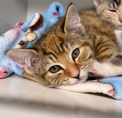 Violet - Domestic Shorthair Mix cat available for adoption at Nova Scotia SPCA in Halifax