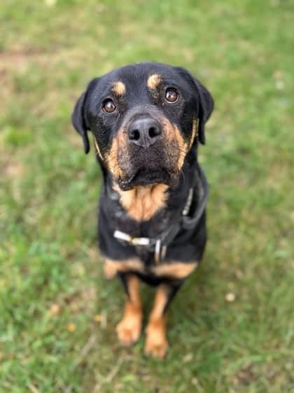 Calypso - Rottweiler Mix available for adoption at Nova Scotia SPCA in Halifax