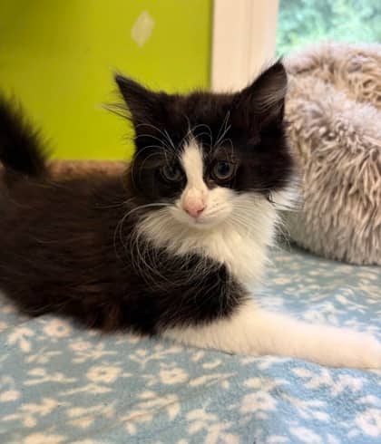 Coco - Domestic Medium Hair Mix available for adoption