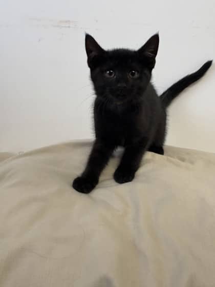 Summit - Domestic Shorthair Mix cat available for adoption at Nova Scotia SPCA in Halifax