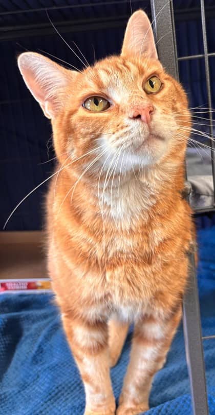 Cheddar - Domestic Shorthair Mix cat available for adoption at Nova Scotia SPCA in Halifax
