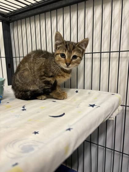 Bramble - Domestic Shorthair Mix cat available for adoption at Nova Scotia SPCA in Halifax