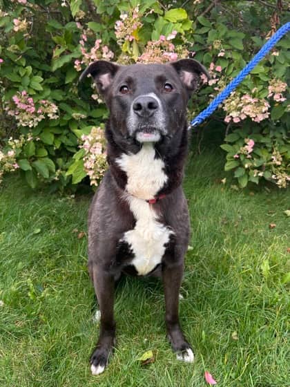 Jimmy - German Shepherd / Retriever, Labrador available for adoption