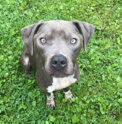 Tango - Terrier, American Pit Bull Mix available for adoption at Nova Scotia SPCA in Halifax