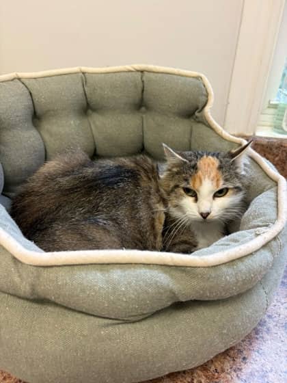 Mavis - Domestic Medium Hair Mix cat available for adoption at Nova Scotia SPCA in Halifax