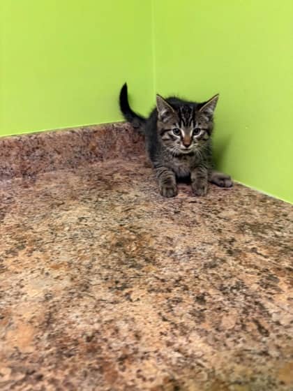 Bounty - Domestic Shorthair Mix cat available for adoption at Nova Scotia SPCA in Halifax